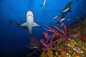 The Gliders of Ginormous Reef.....Reef Sharks dominate th... by Steven Anderson 